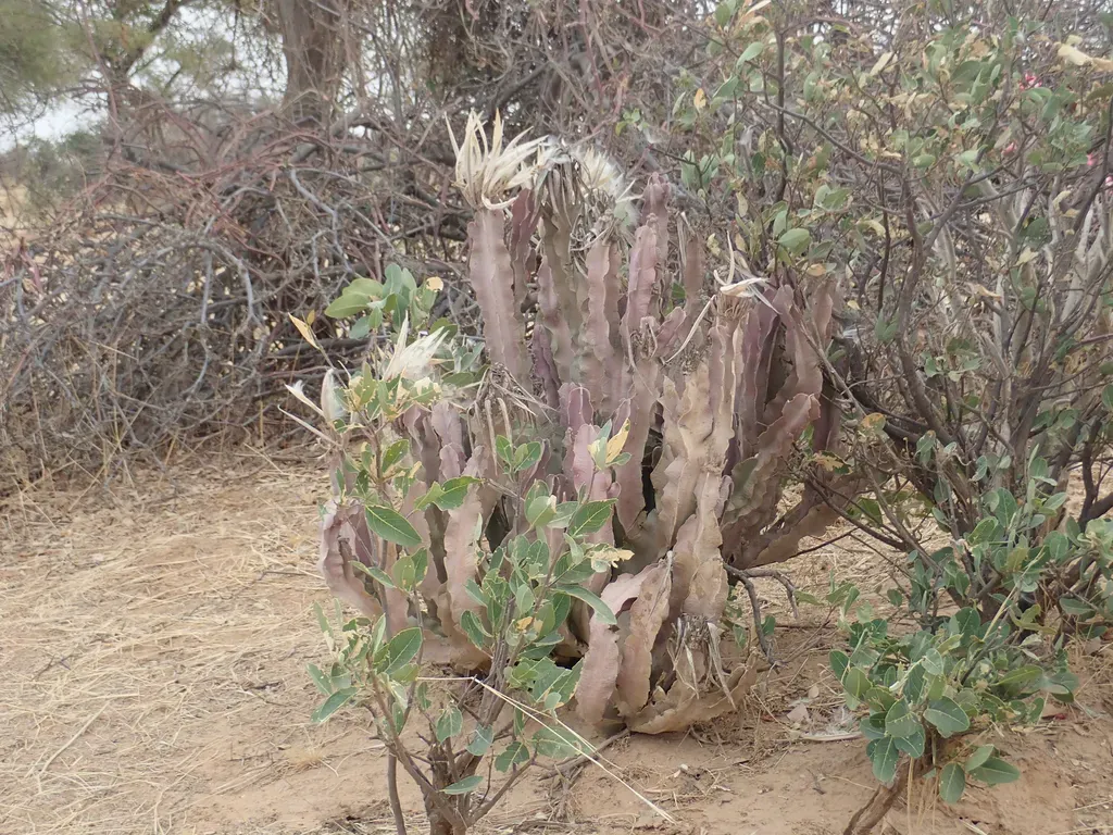 The King Of Stapelia