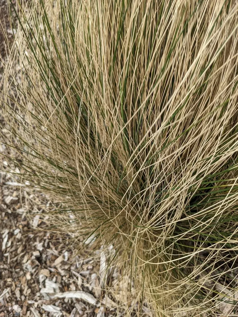 Coast Spear Grass