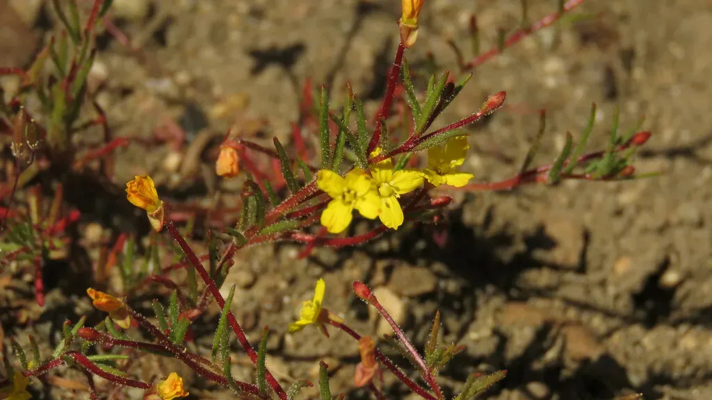 Camissonia Dentata