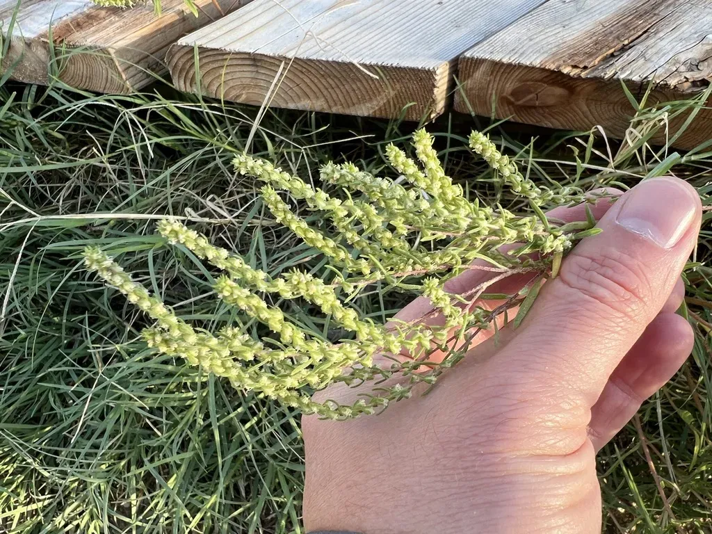 Narrowleaf Marshelder