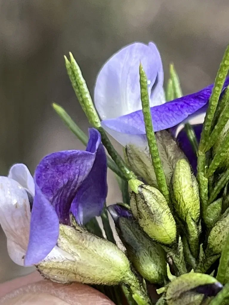 Feathery Fountainbush