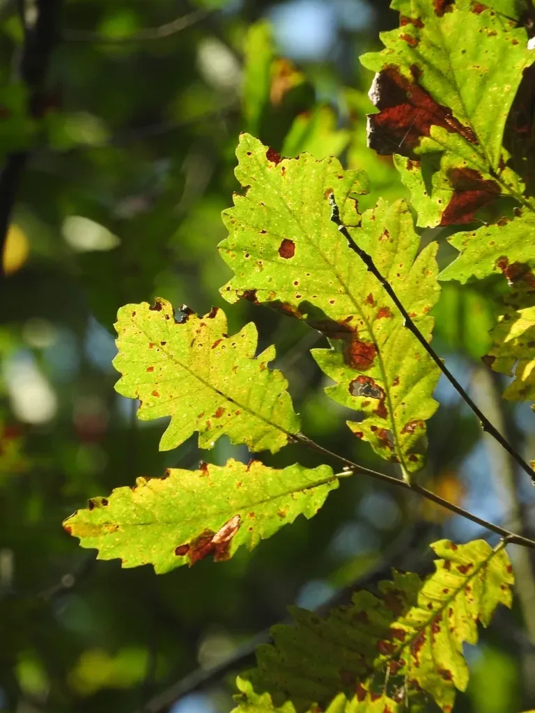 Chestnut-leaved Oak