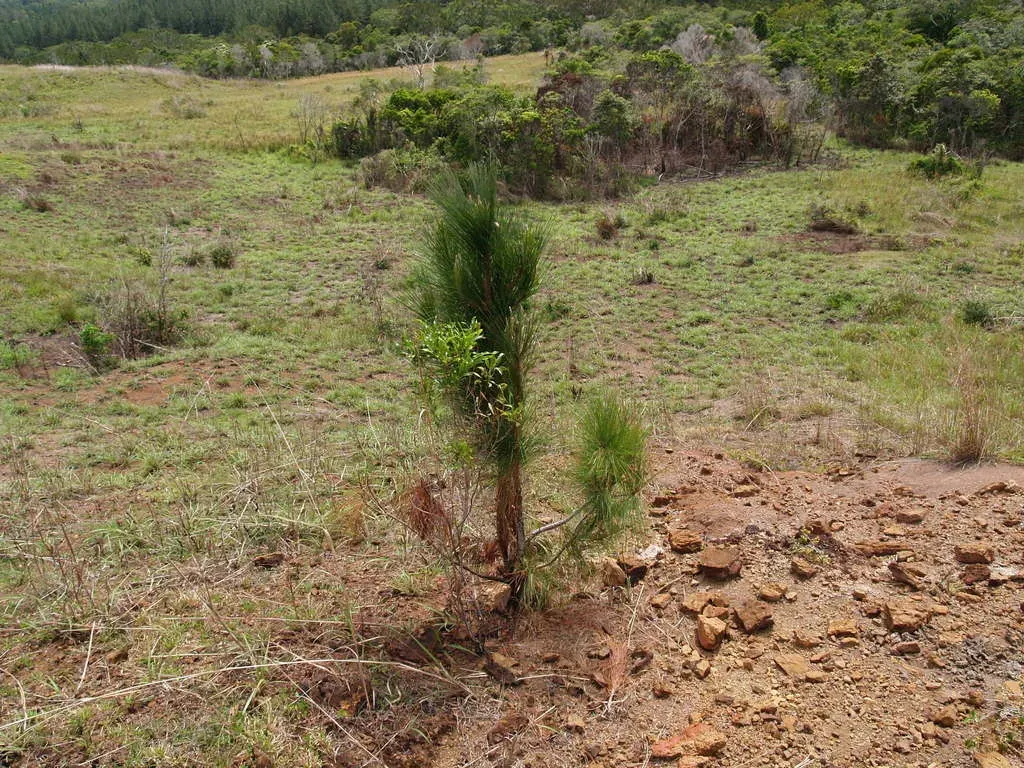 Caribbean Pine
