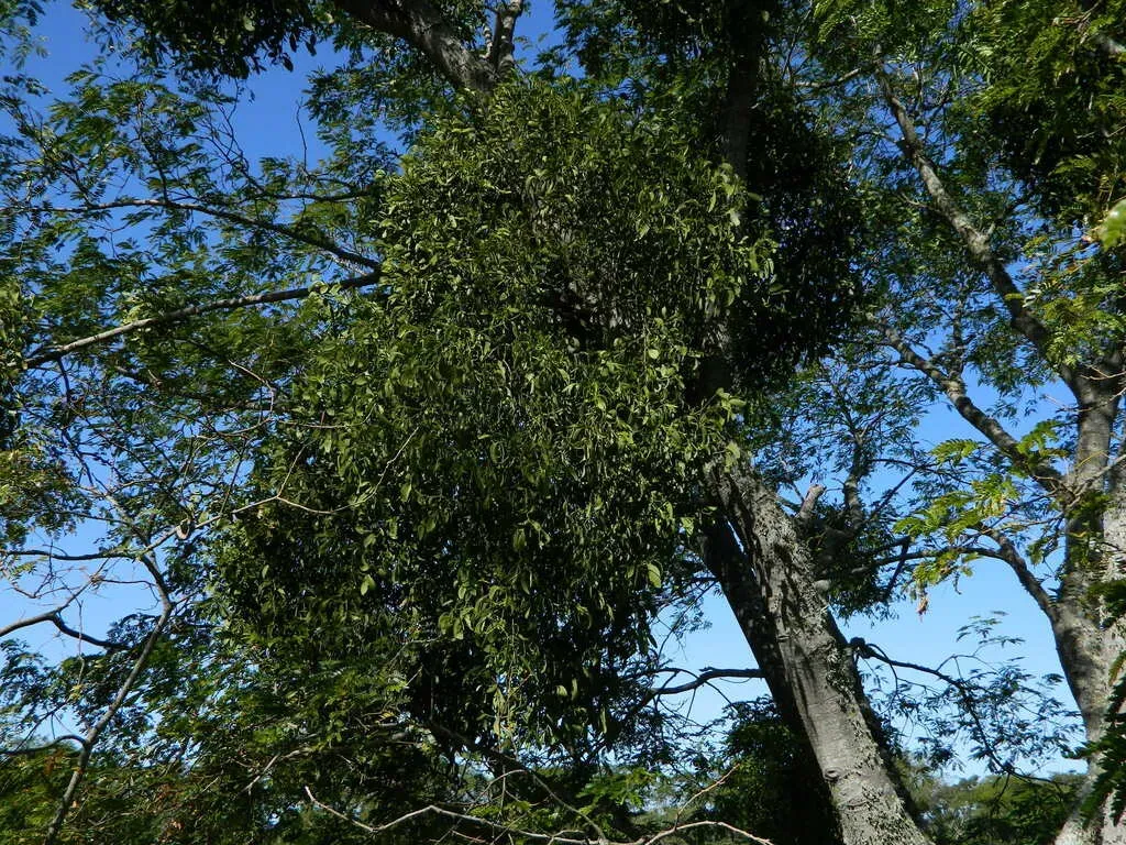 Phoradendron Bathyoryctum