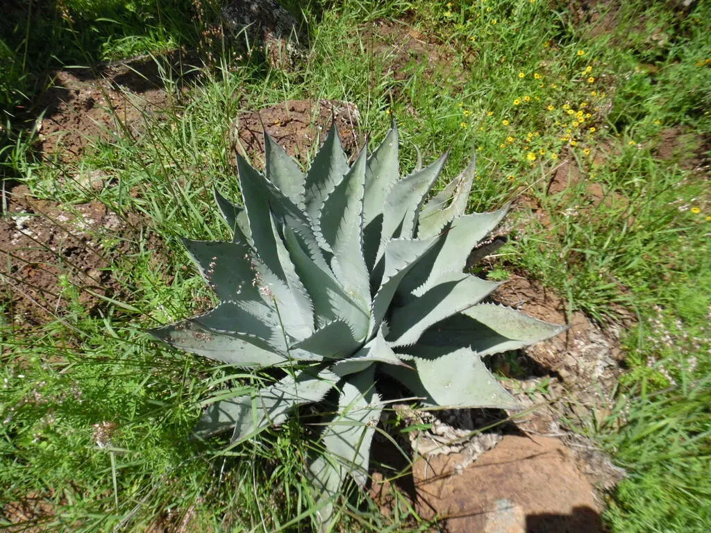 Agave Durangensis