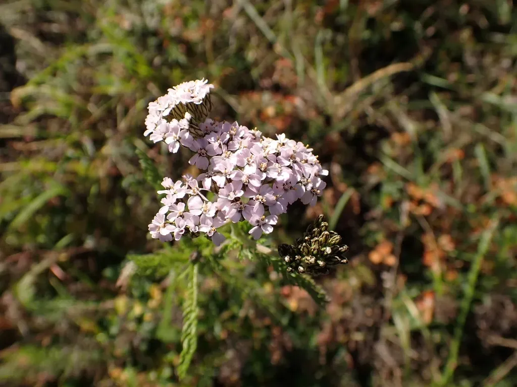 Asian Yarrow