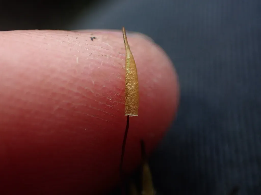 Alpine Extinguisher-moss