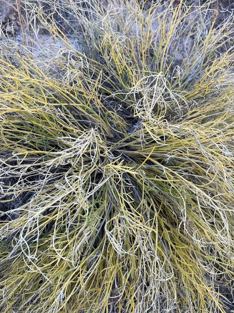 Nuttall's Biscuitroot