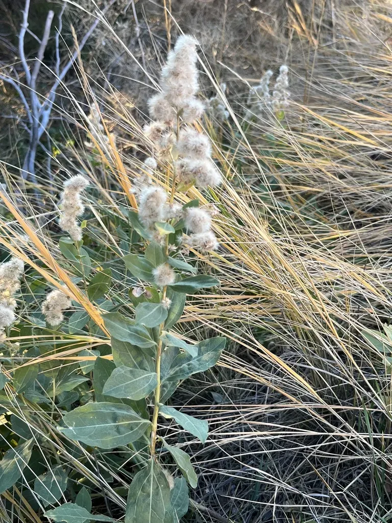 Velvety Goldenrod
