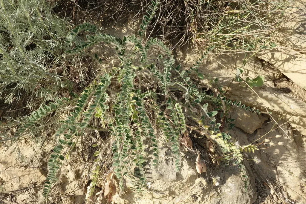 Astragalus Longipetalus