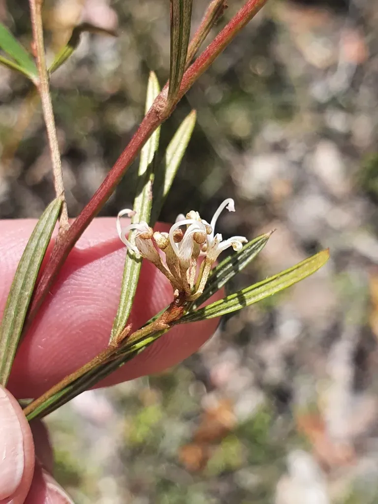 Grevillea Parviflora