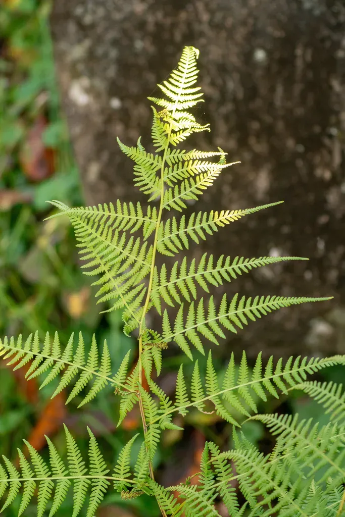 Macrothelypteris Viridifrons
