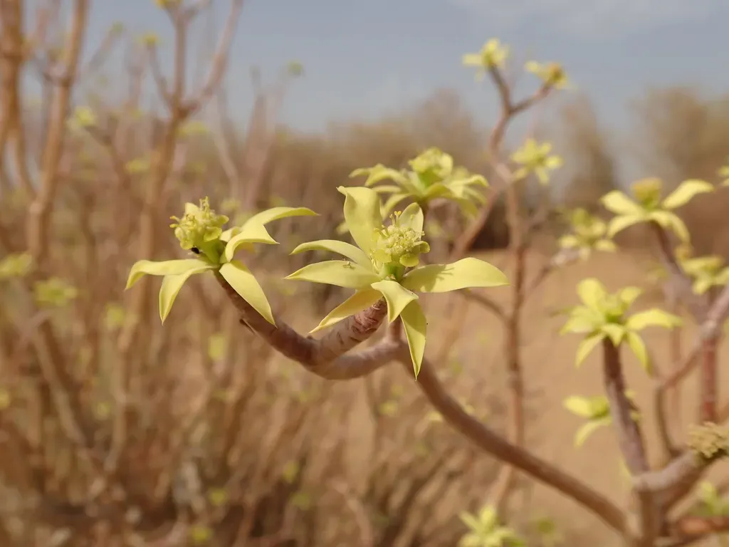 Euphorbia Sepium