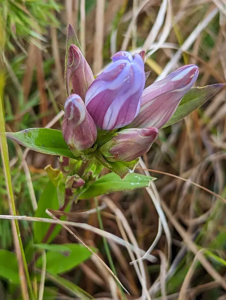 Coastal Plain Gentian