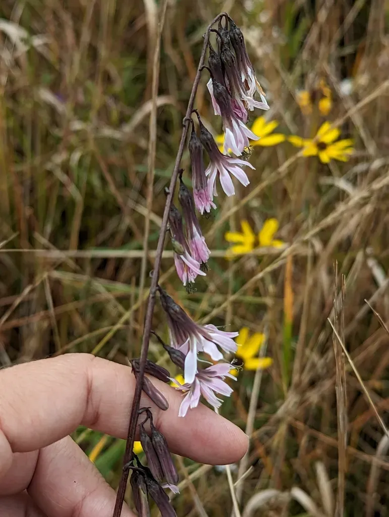 Slender Rattlesnake Root