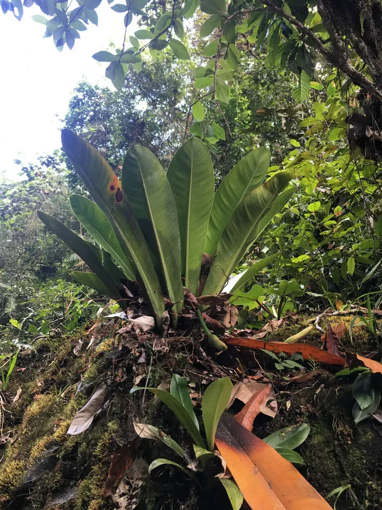 Philodendron Insigne
