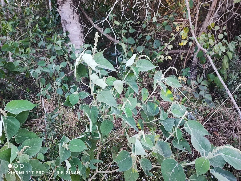 Croton Lachnostachyus