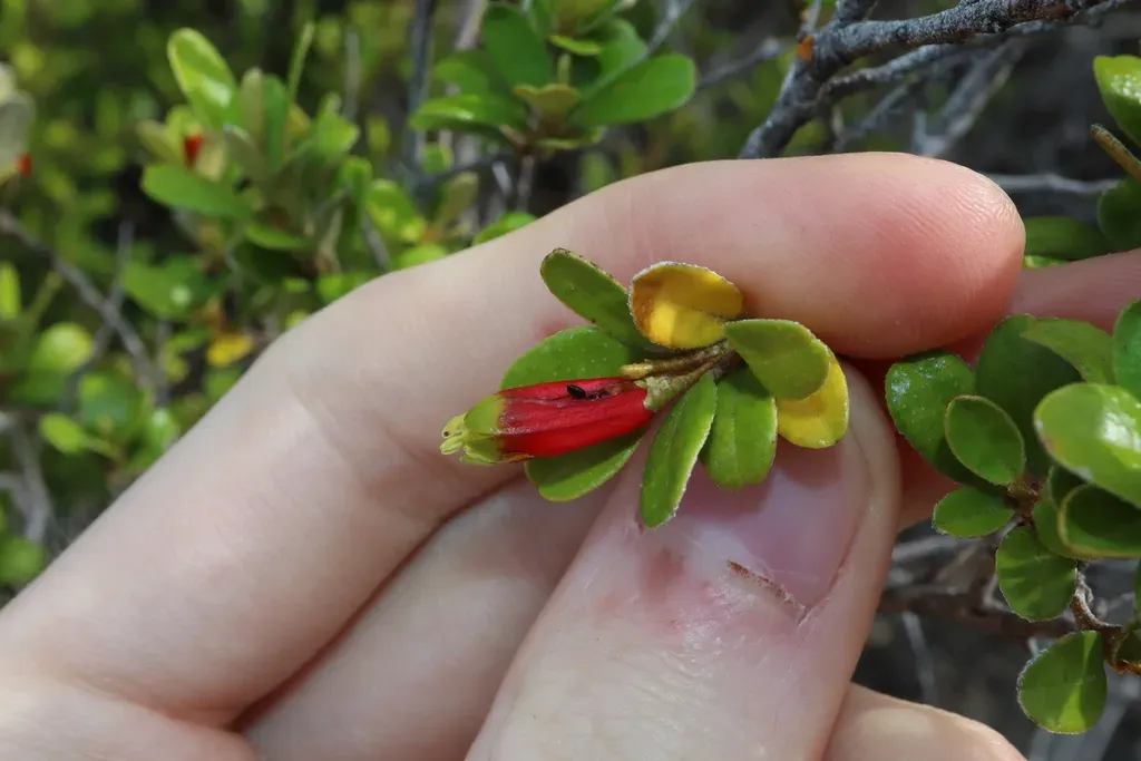 Nematolepis Phebalioides