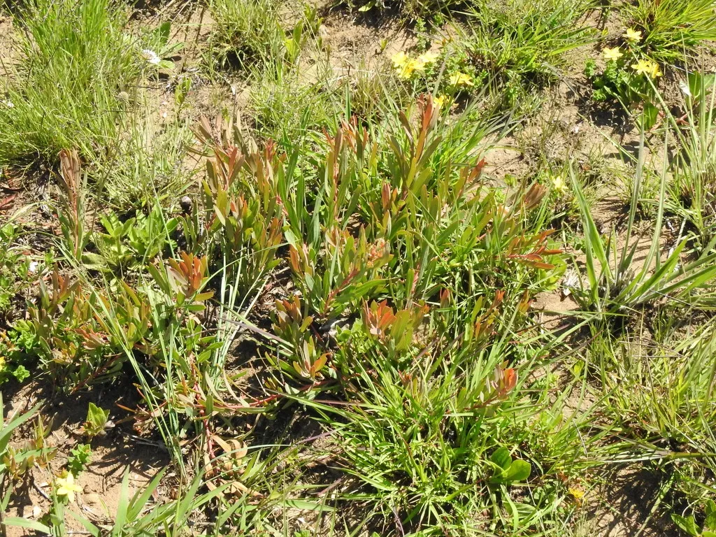 Dwarf Grassland Sugarbush