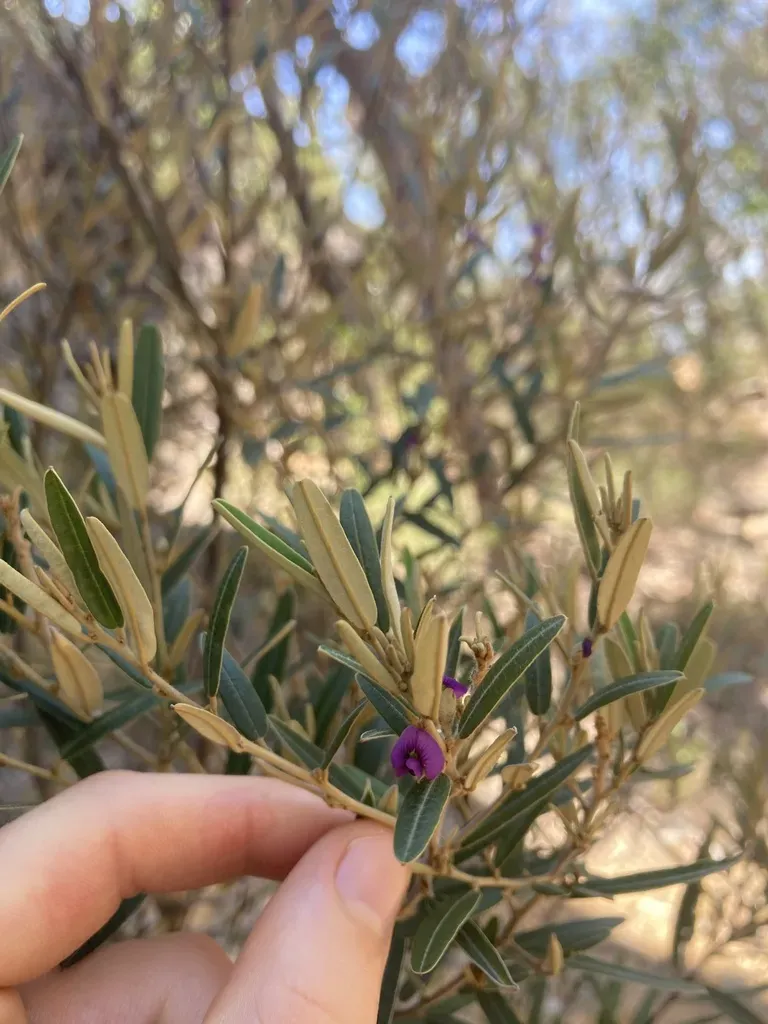 Hovea Planifolia