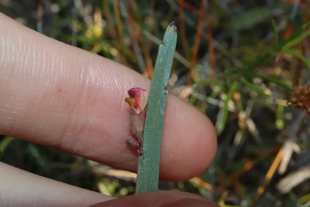 Bossiaea Praetermissa