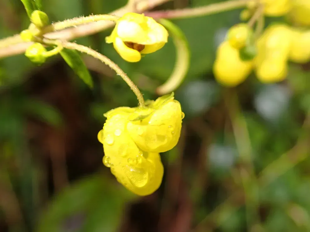 Mexican Calceolaria