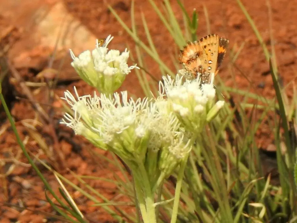 Stomatanthes Africanus