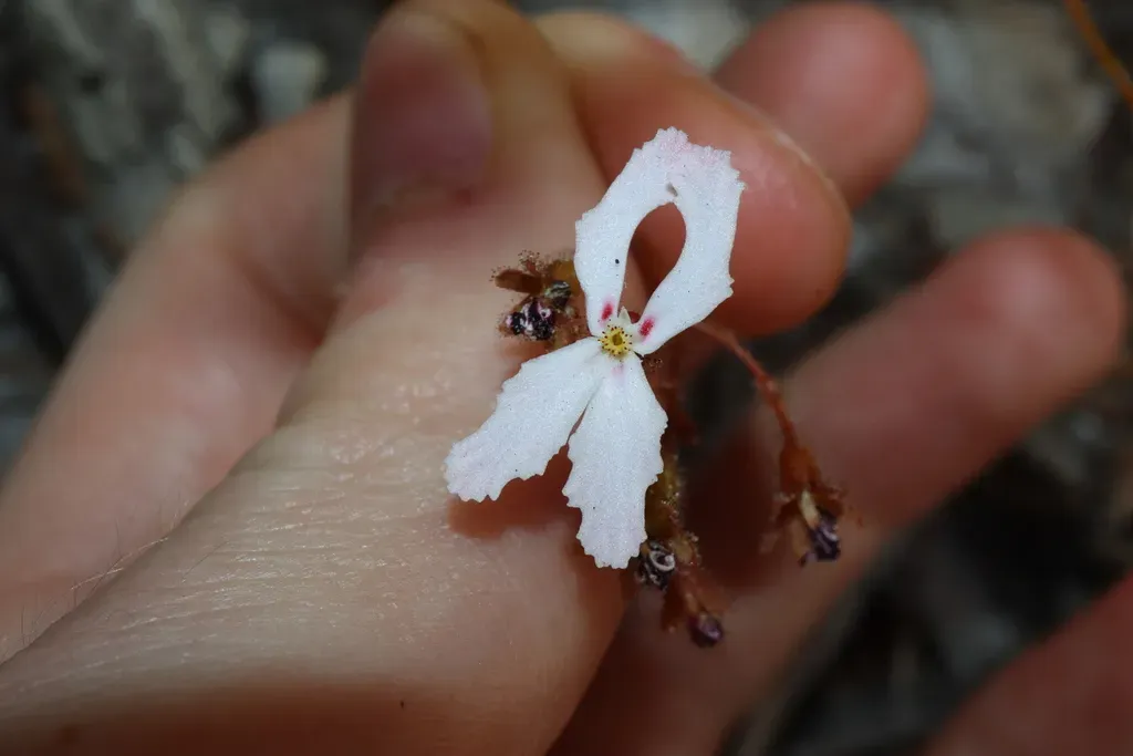 Stylidium Spinulosum
