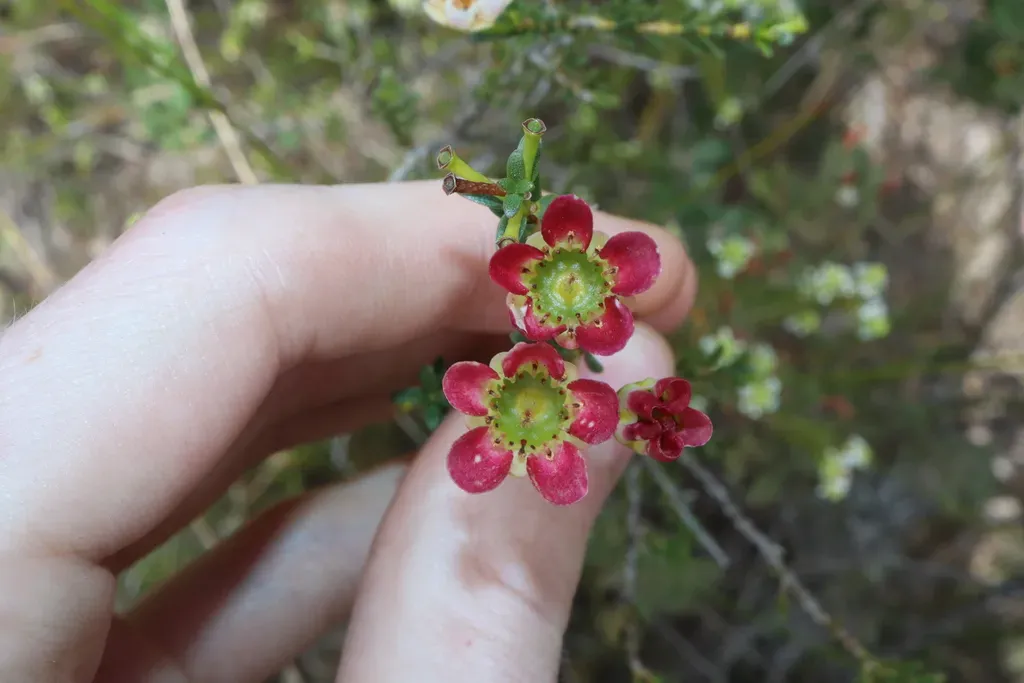 Large Waxflower