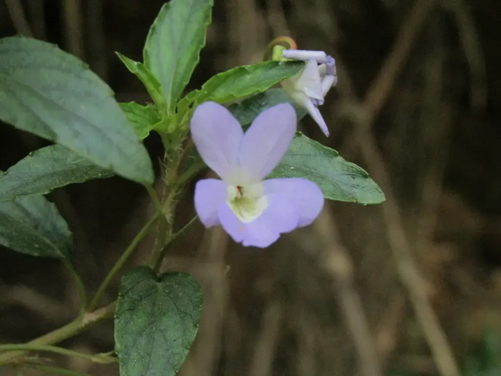 Viola Portalesia