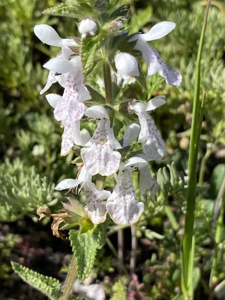 Strandveld Stachys