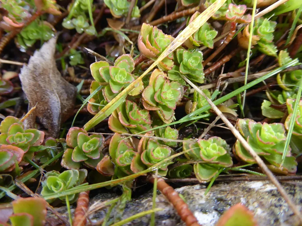Caucasian Stonecrop