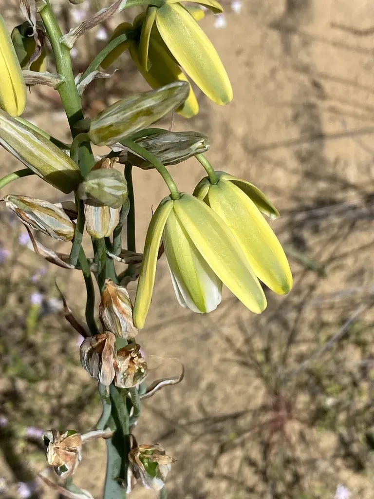 Slime Soldier-in-a-box