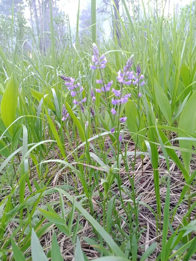 Polygala Wolfgangiana