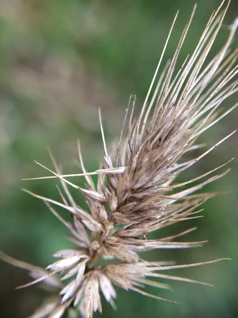 Hedgehog Grass