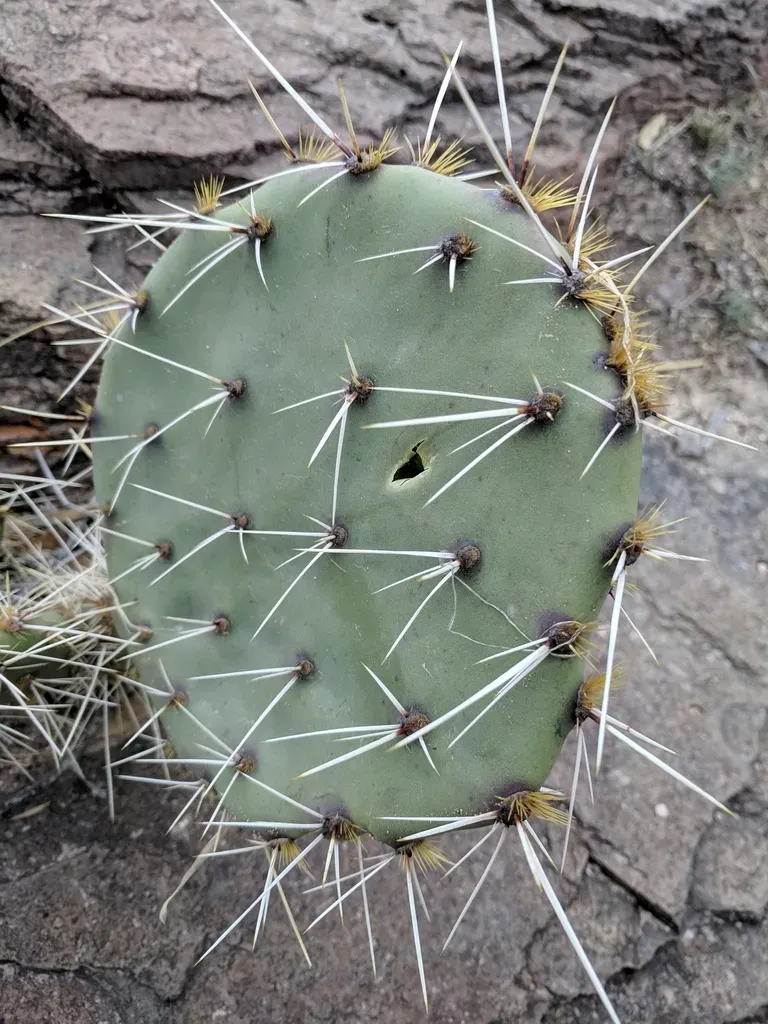 Engelmann's Prickly Pear
