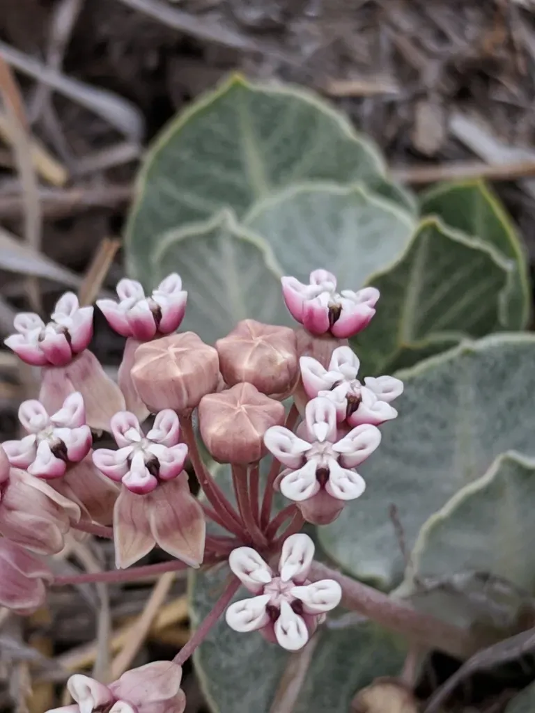 Tufted Milkweed