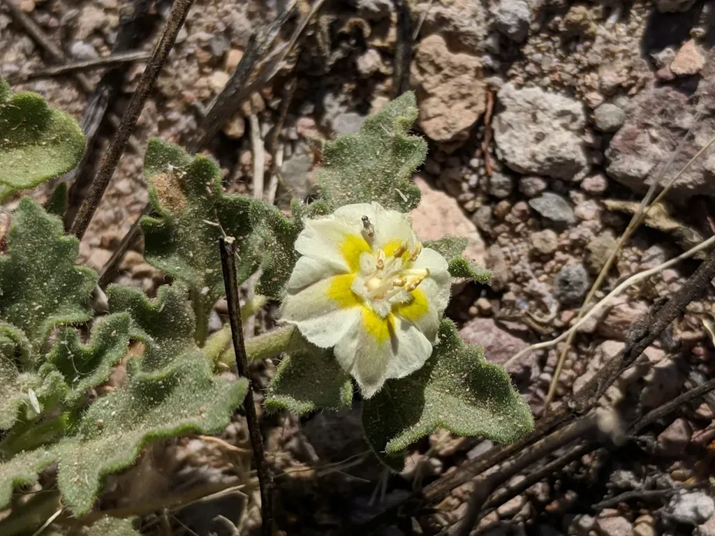 Trans-pecos Five-eyes