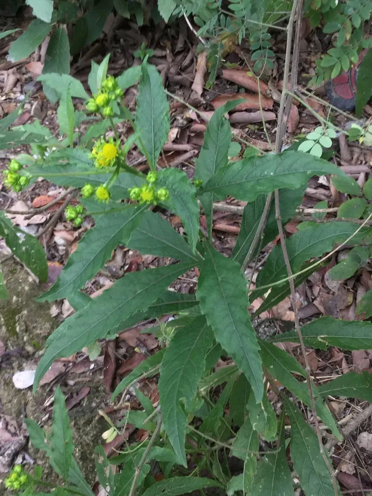 Verbesina Persicifolia