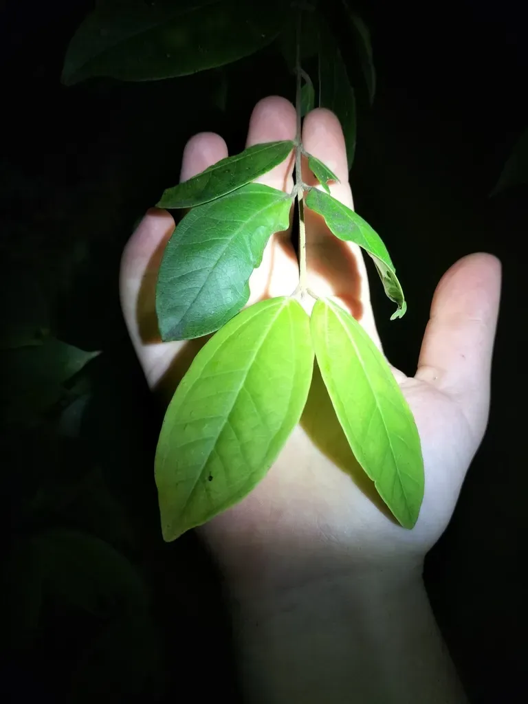 Rhodamnia Sessiliflora