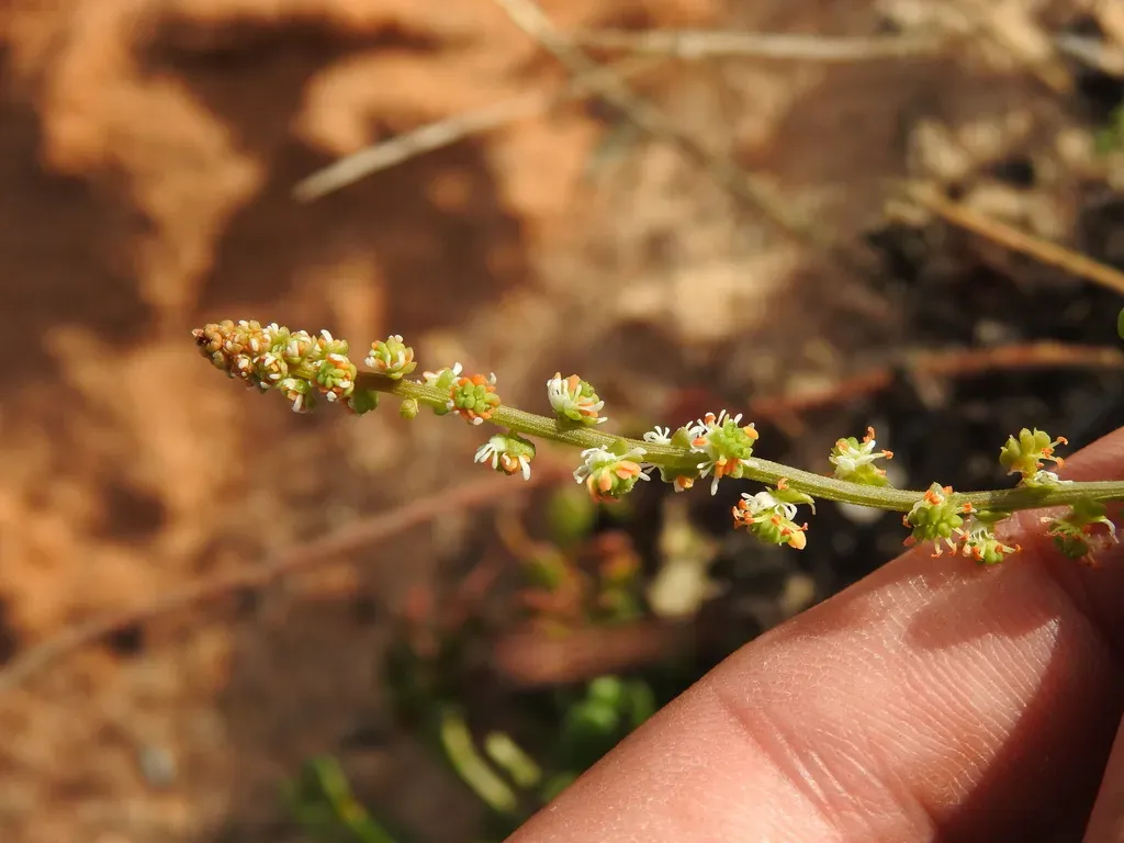 Sesamoides Spathulifolia