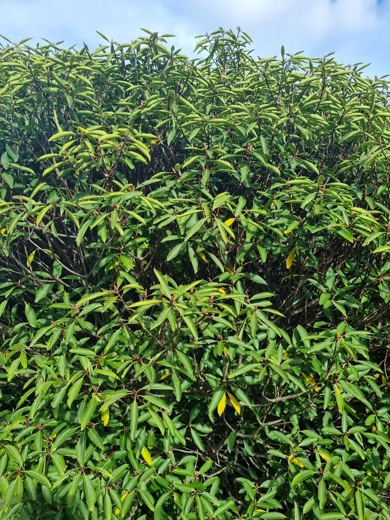 Kahurangi Pittosporum
