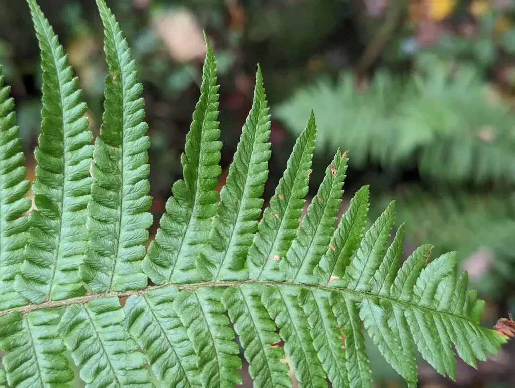 Borrer's Scaly Male Fern