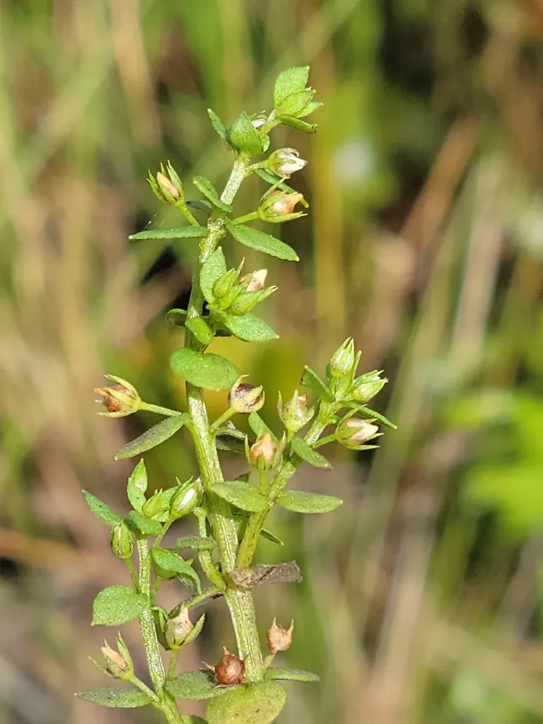 Florida Pimpernel