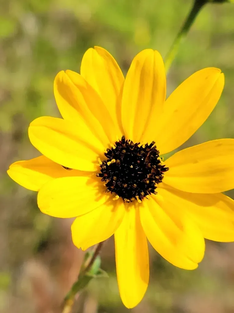 Southeastern Sunflower
