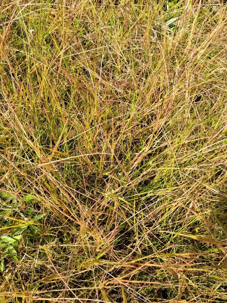 Chrysopogon Pauciflorus