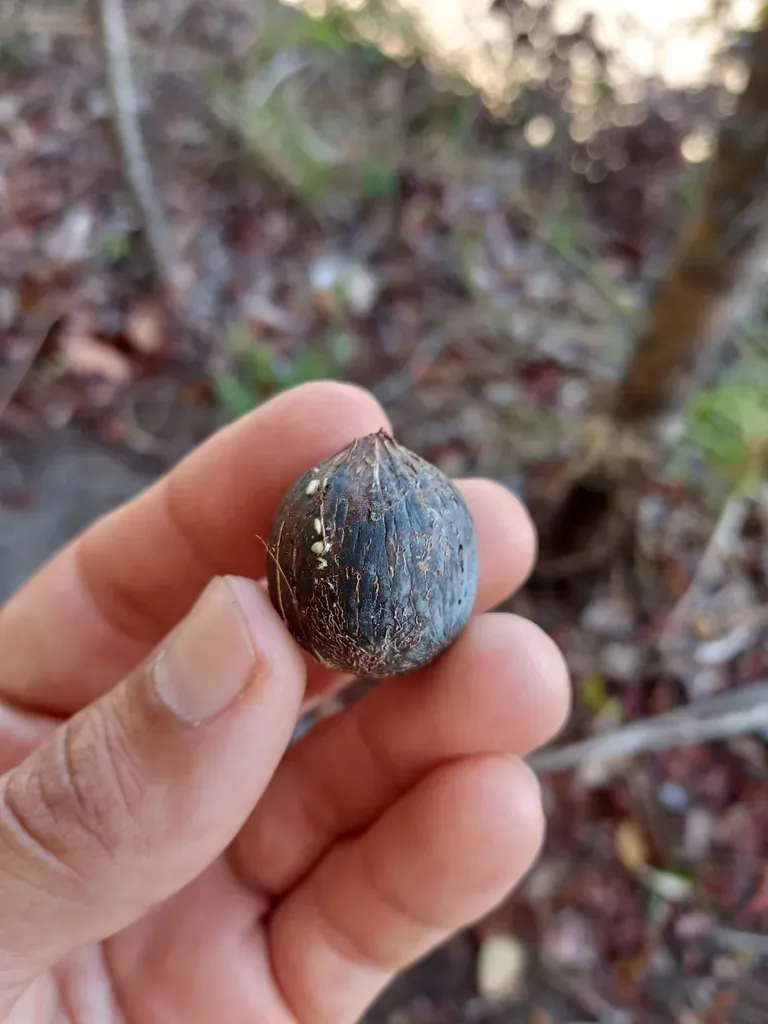 Astrocaryum Aculeatum