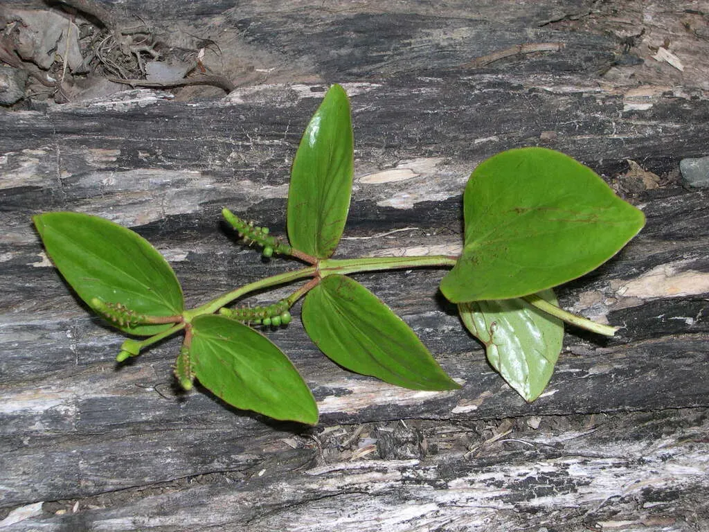Oryctanthus Cordifolius