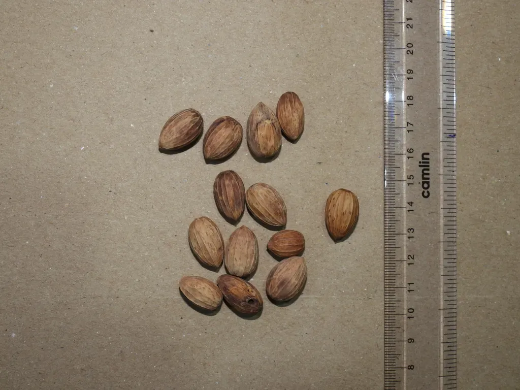 Cinnamomum Heyneanum