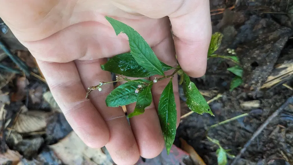 Oriental Lady's-thumb